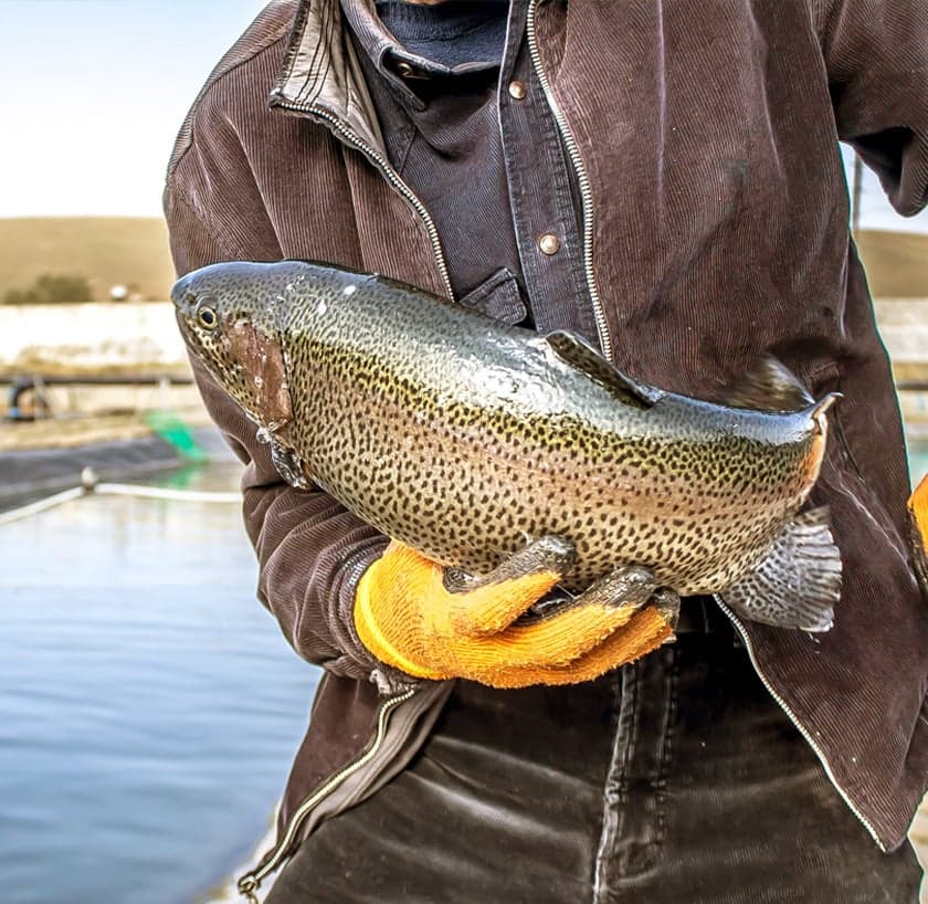 Aquaculture fish farming operation