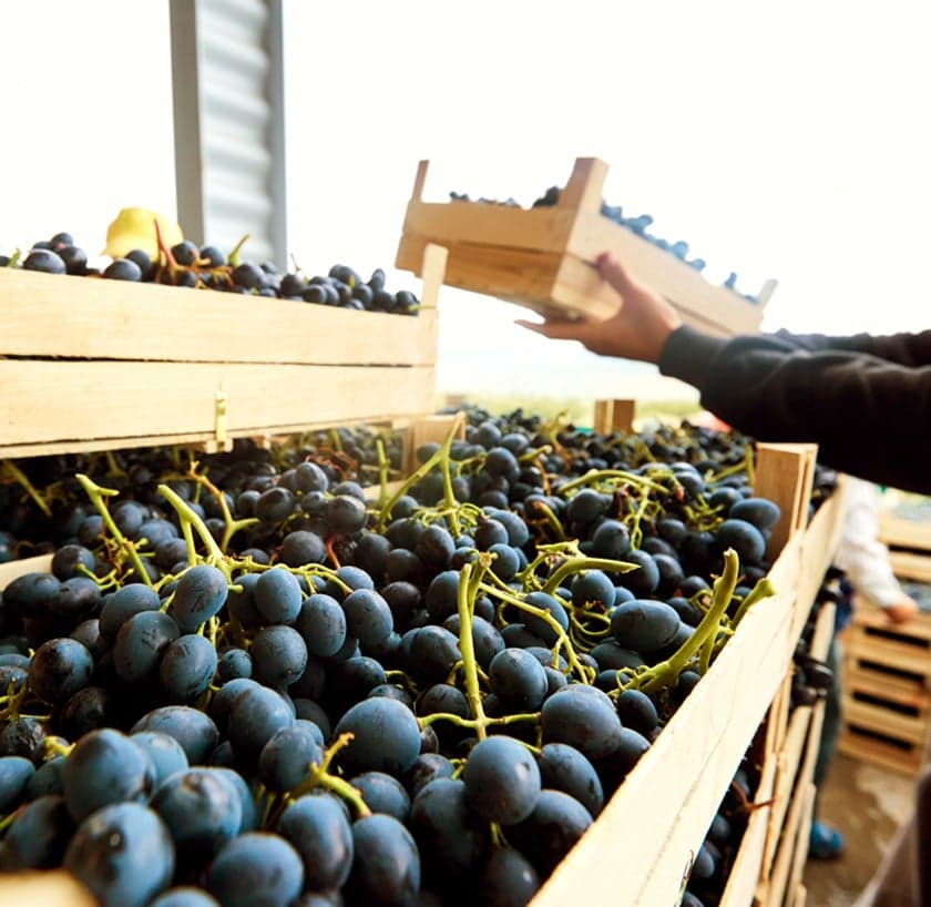 Food commodity trading operations