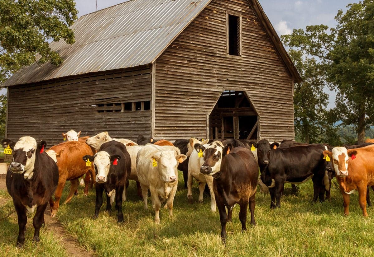 Cattle at a slaughterhouse facility