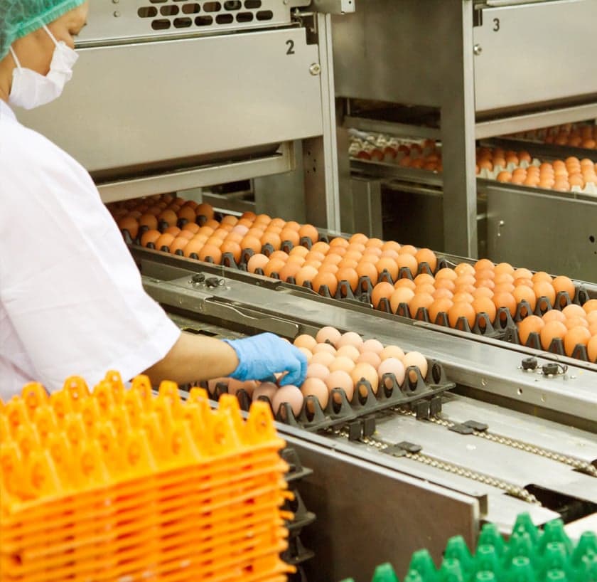 Egg production facility