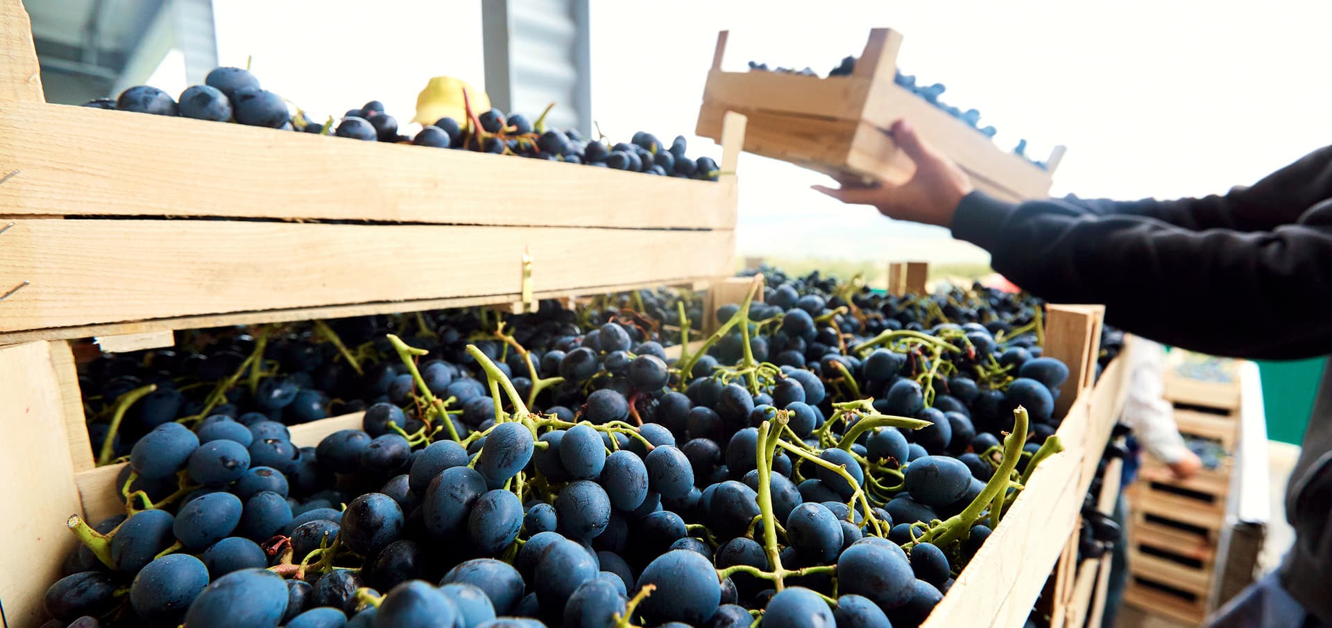 Fresh produce warehouse