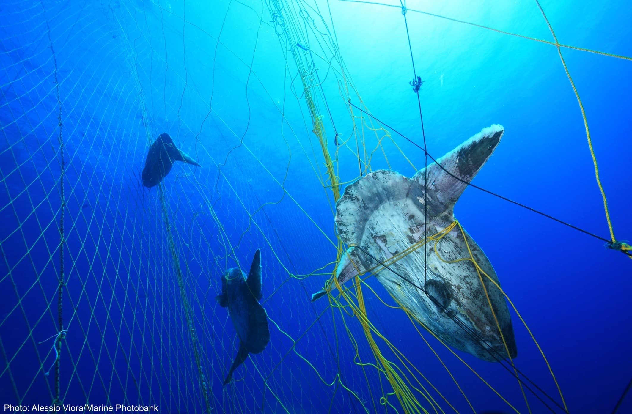 What is Bycatch?