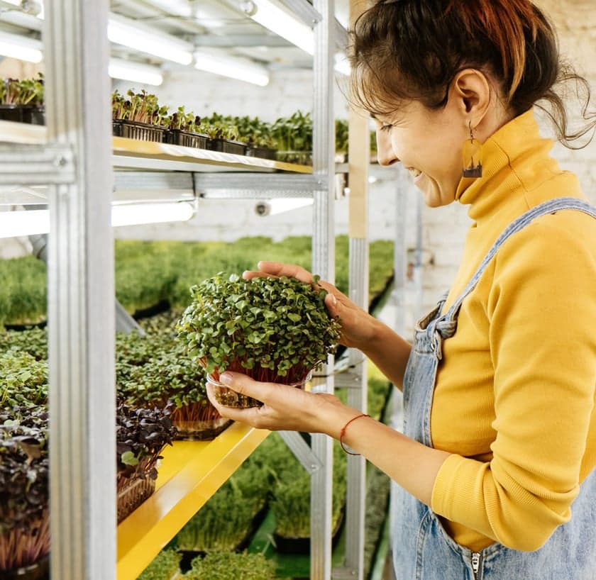 Vertical farming grow room with rows of leafy greens