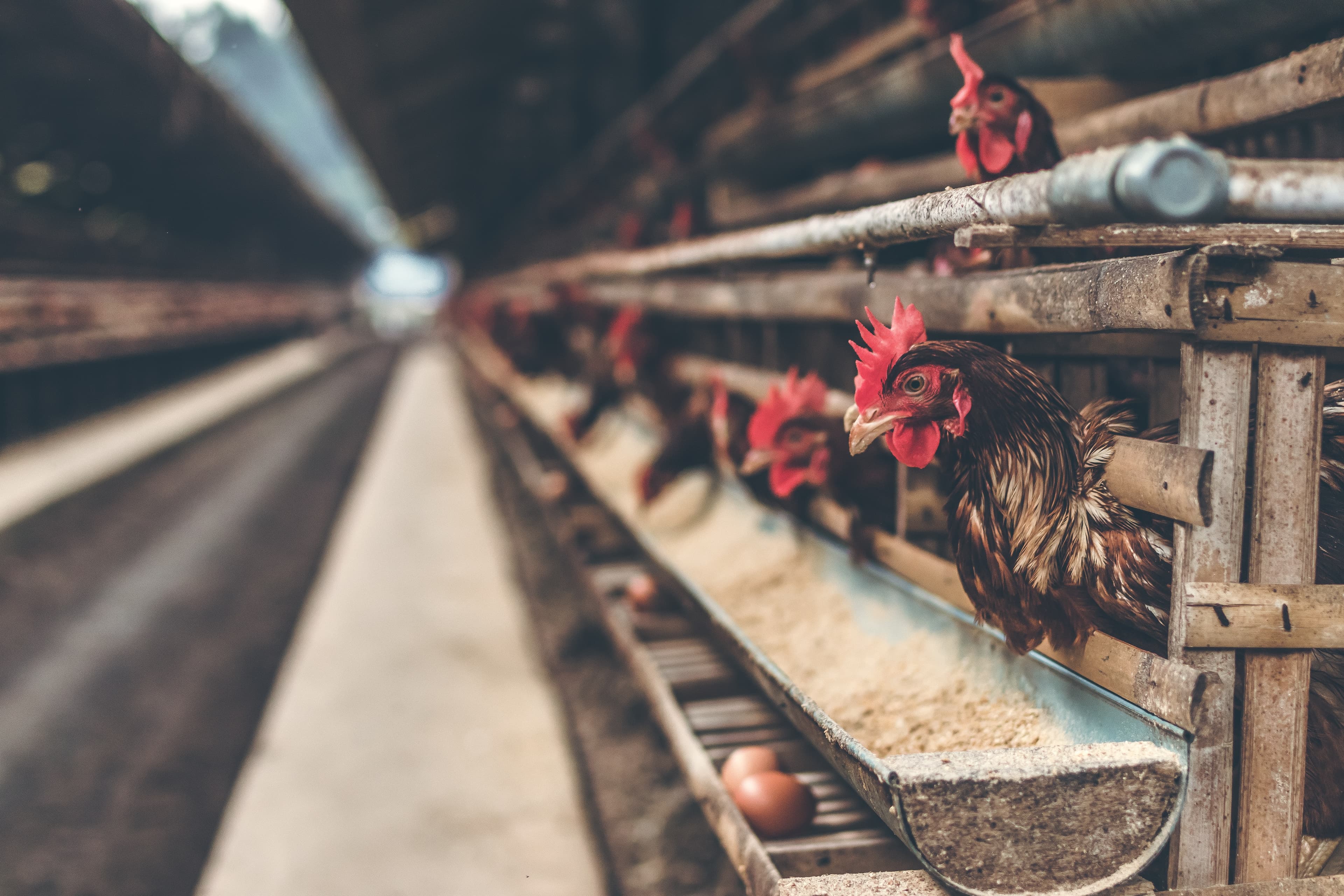What is the Avian Flu's Impact on the Egg Industry?