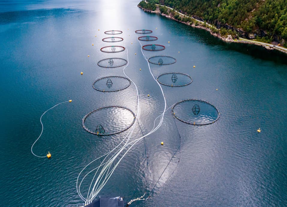 5 Seafood Sustainability Practices to Use in Your Fishery Today