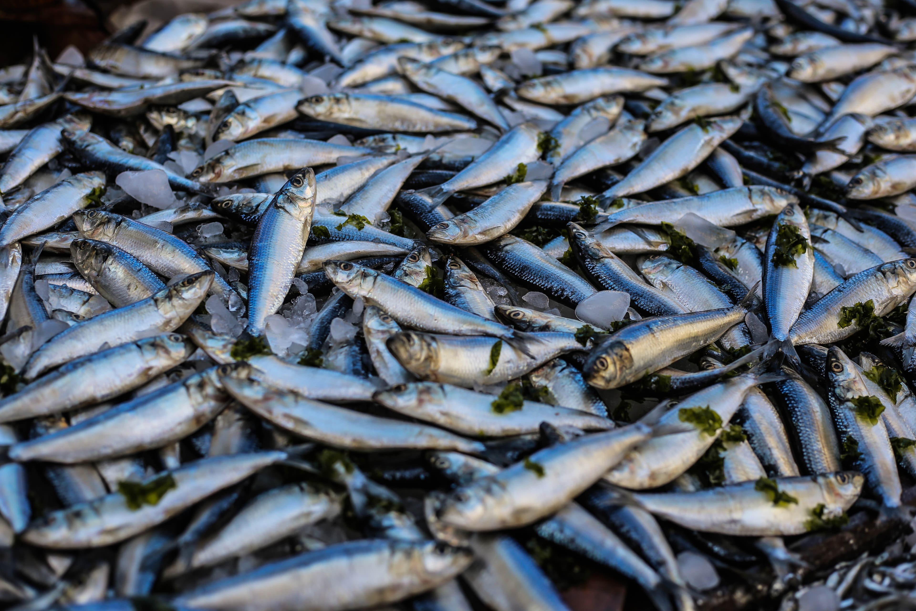 Sustainability in Seafood: The Quest for a Greener Future