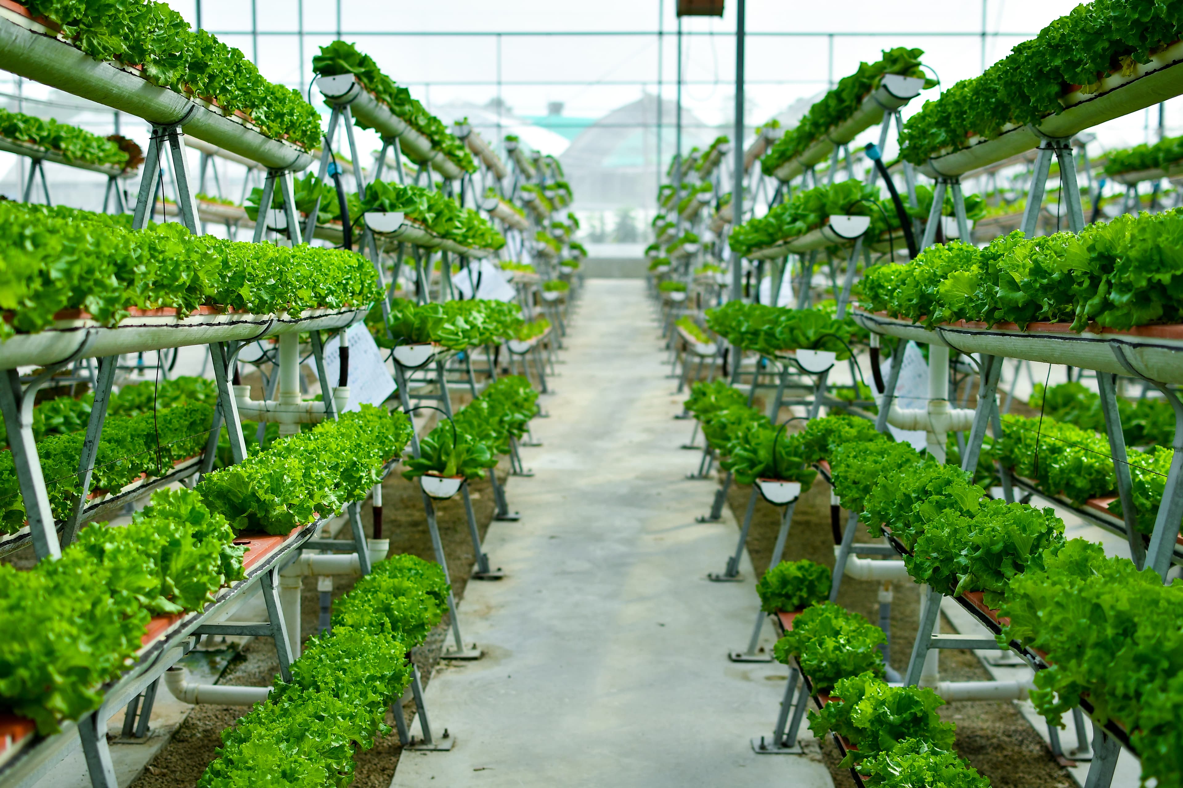 What Is Vertical Farming?
