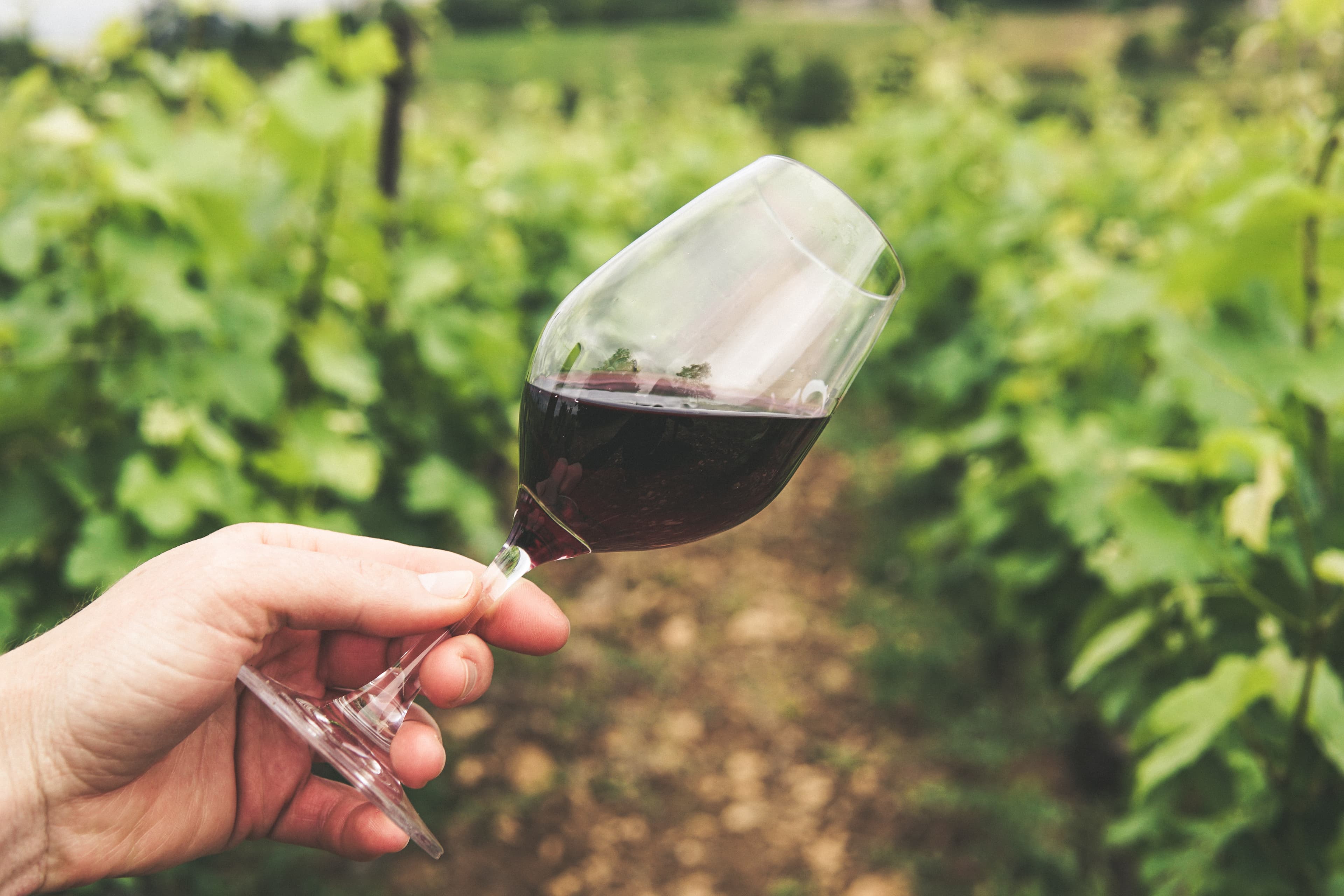 National Wine Day: Why Your Wine Business Needs a Capable ERP