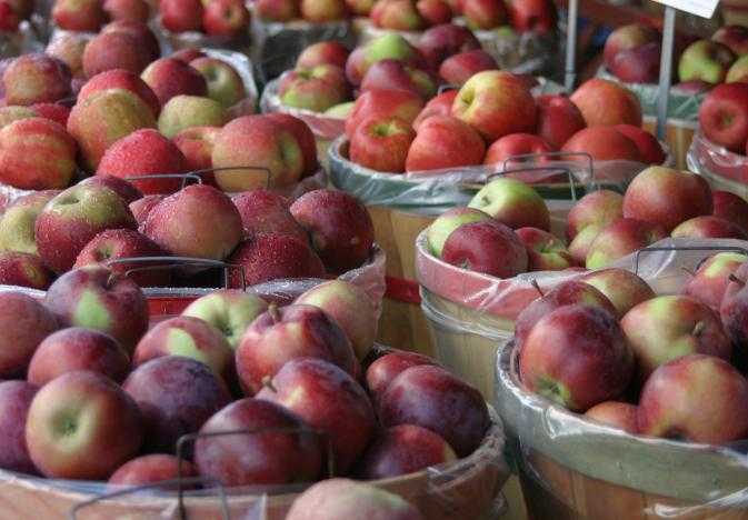 applesNYSTateFamersMkt_U_of_Rochester