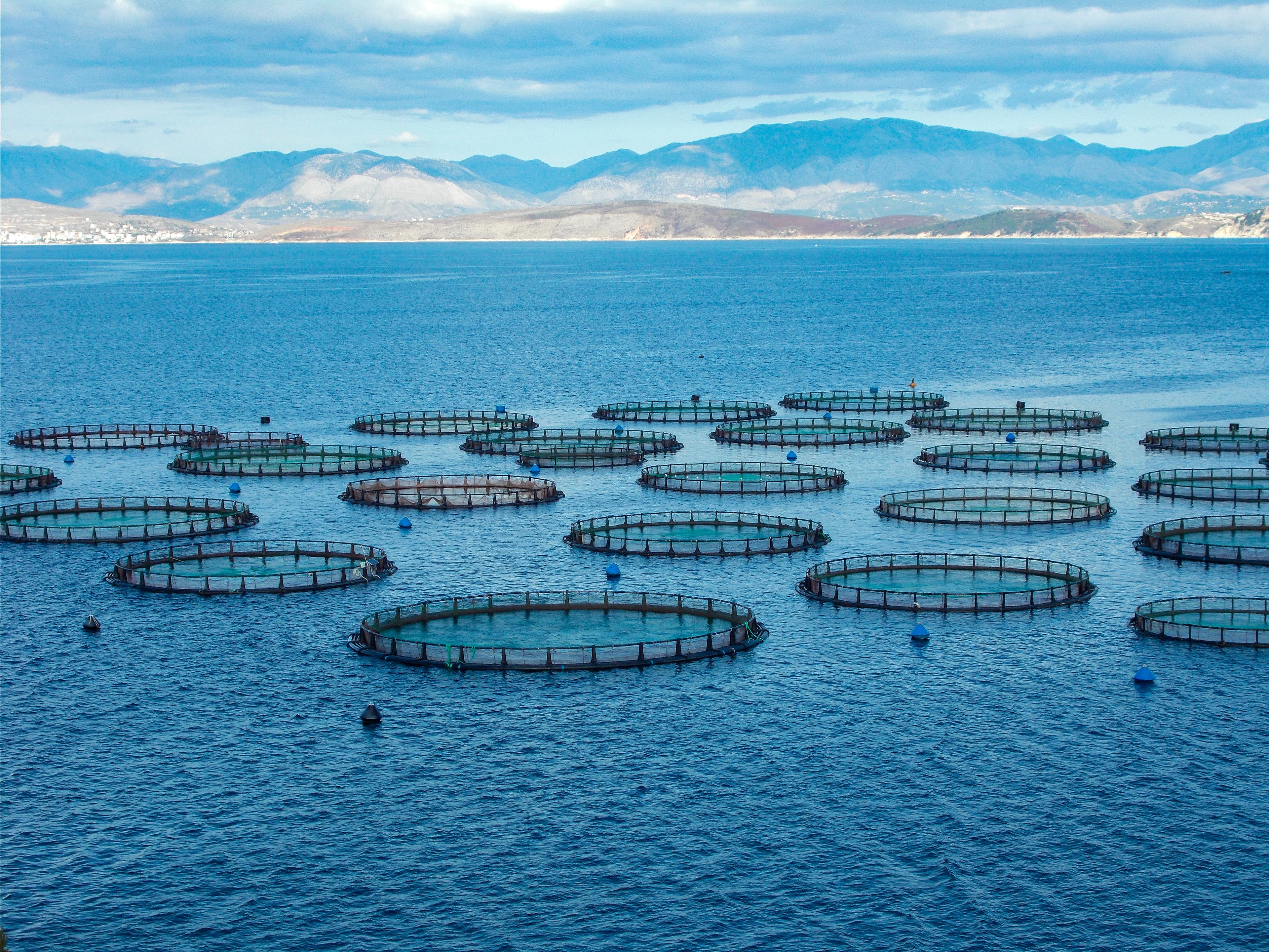 Why Is Aquaculture Exploding?