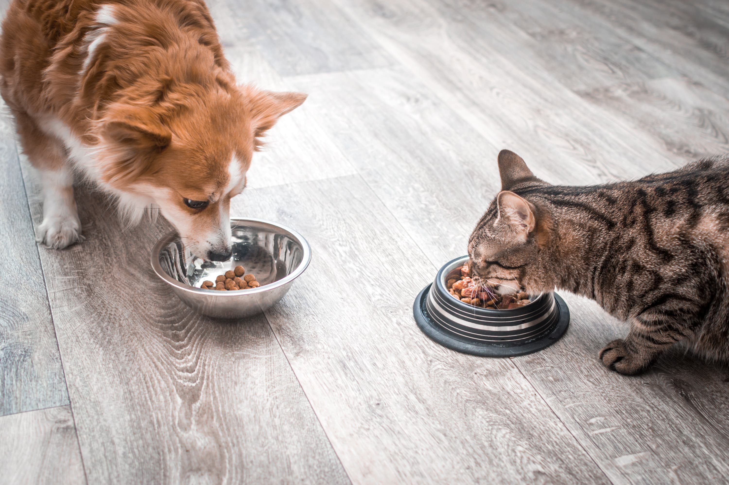 Pet Food Quality Expectations Are Rising