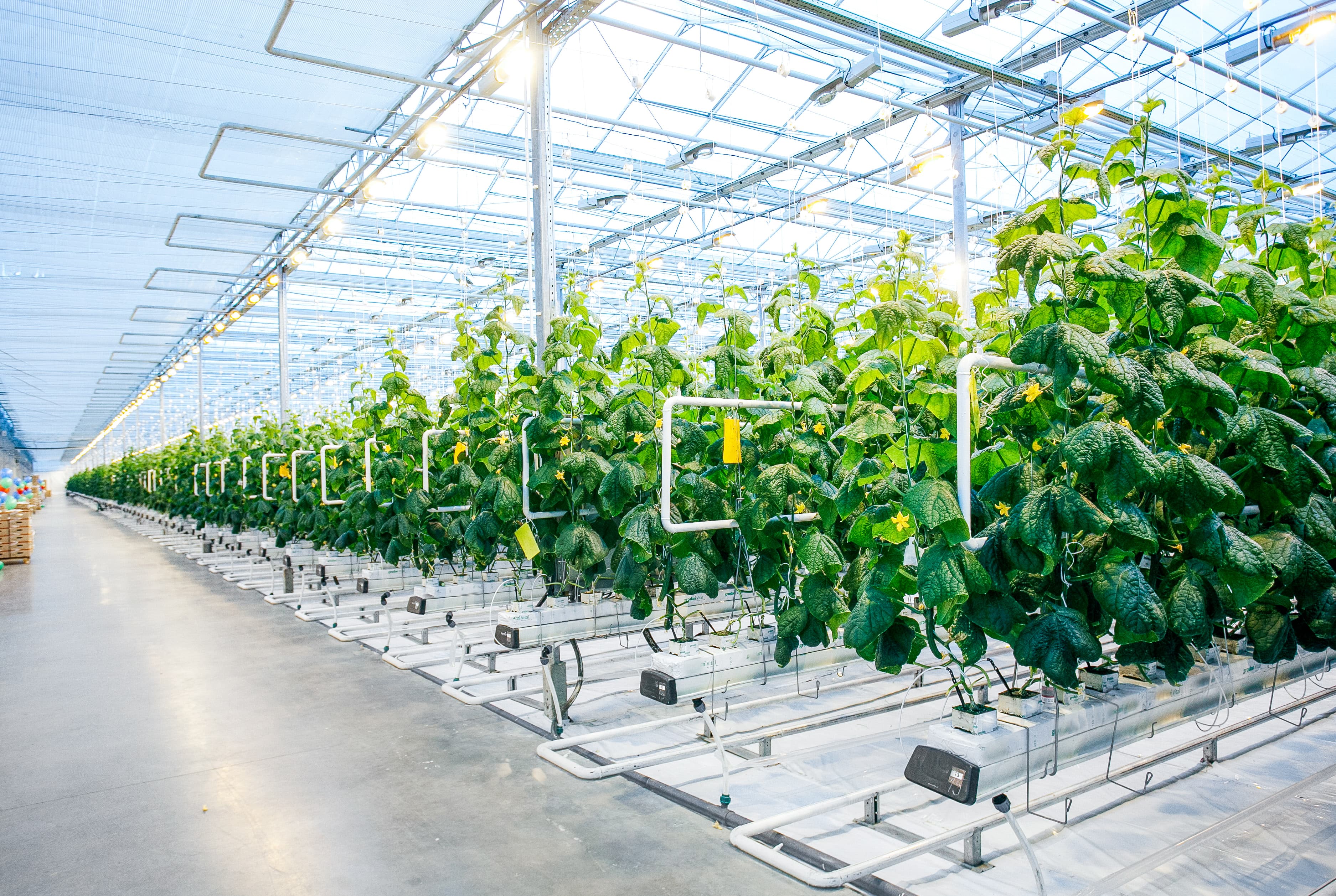 Field and Greenhouse Management: A Catalyst for Produce Growers