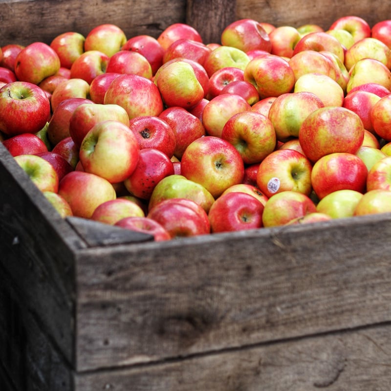 grower-accounting-produce-features-pic