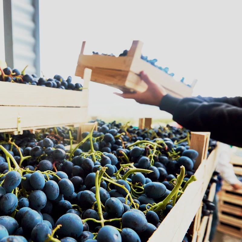 purchasing-produce-features-pic