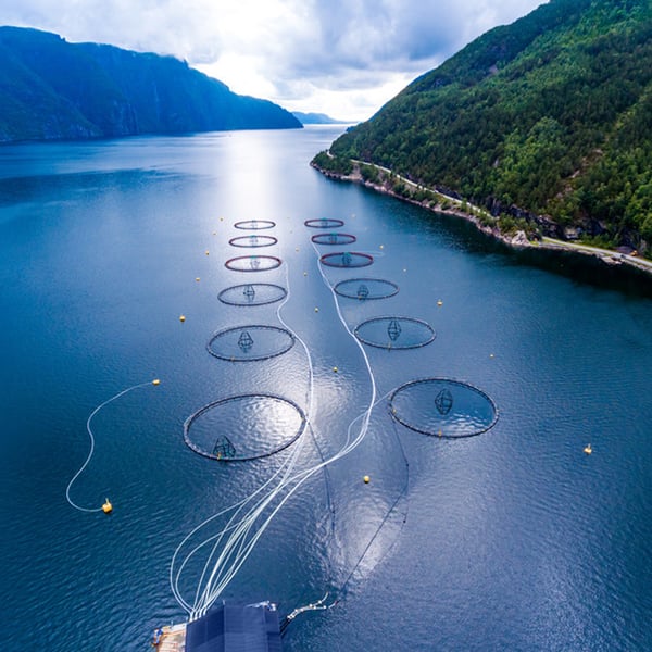 aquaculture-seafood-features-pic